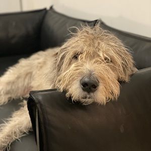 Meet your Posher, Alphonse